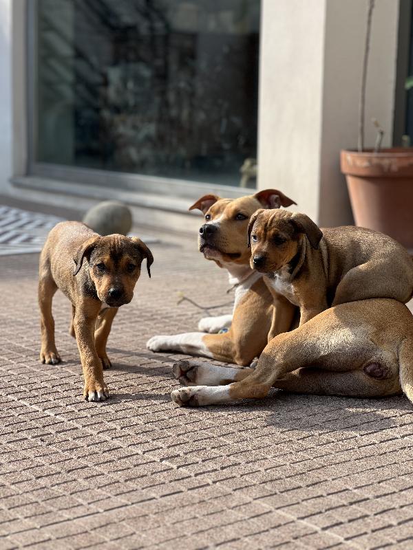 Cuccioli di amstaff 
