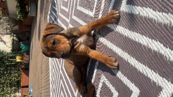 Cuccioli di amstaff  - media 2