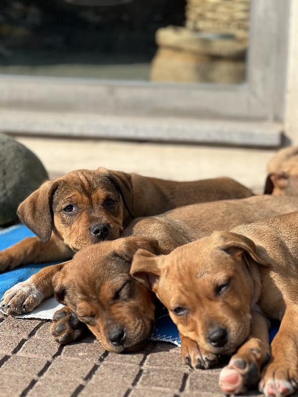 Cuccioli di amstaff  - media 3
