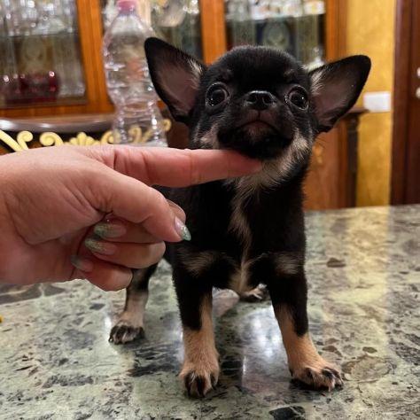 Cuccioli di chihuahua pelo corto e pelo disponibili 