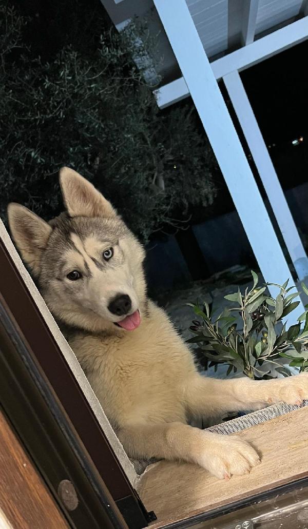 Maya 