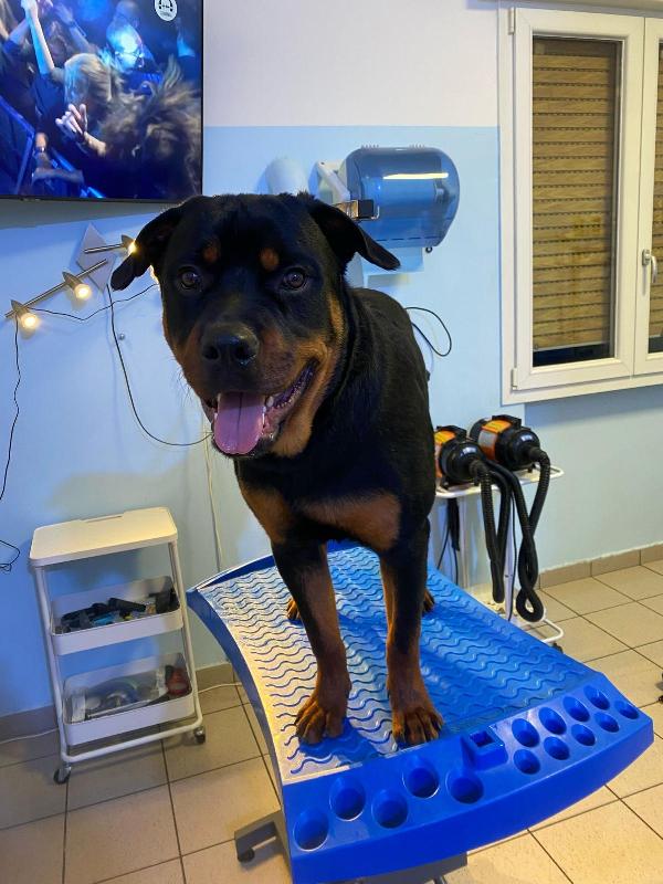 Cani con pedigree 