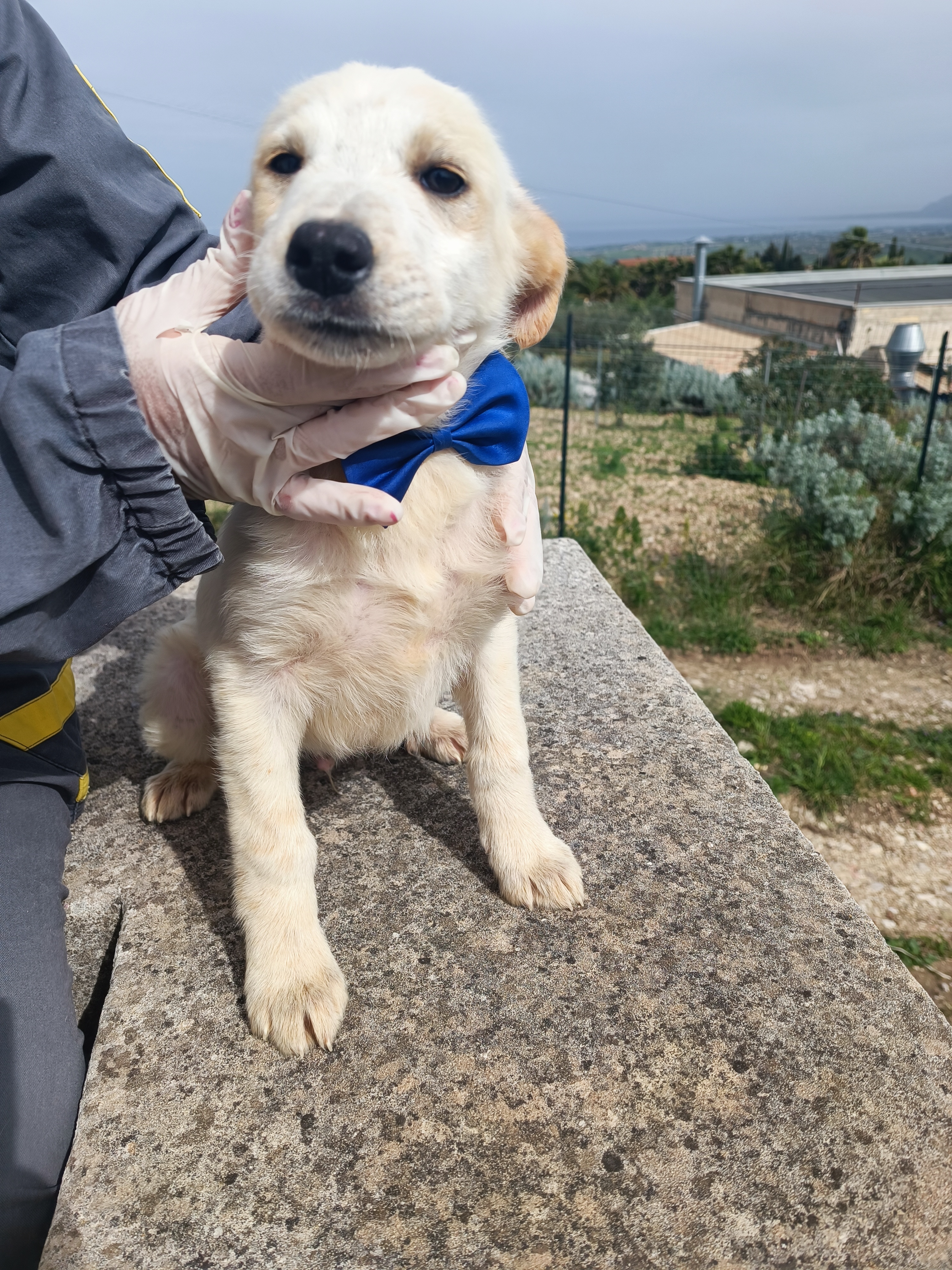 cani cuccioli in regalo torino