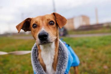 Nelly - Kämpferin Sucht Zuhause Foto 1