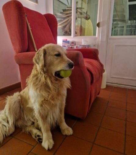 Golden Retriever Maschio 4Anni E Figlio Milano Super Urgente