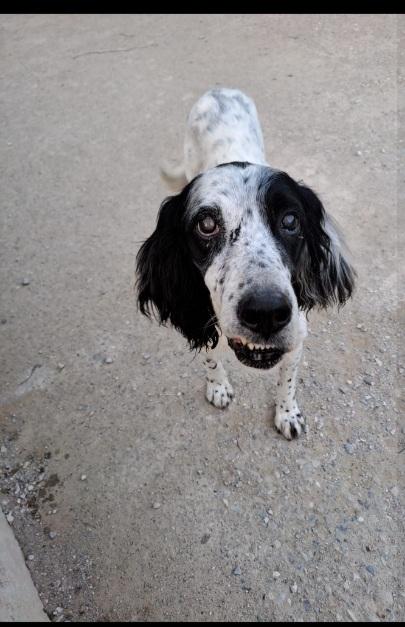 Setter 10Anni Ipovedente Sfortunato! Brescia