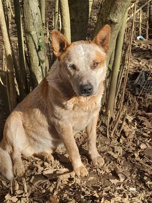 💛🐕 Bred Splendido Simil Australian Cattle Dog Cerca Famiglia 🤩🤩