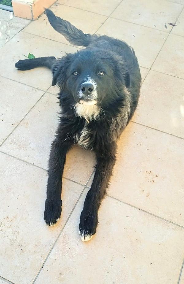 Una casa per Lacky cucciolo in adozione  Foto 8