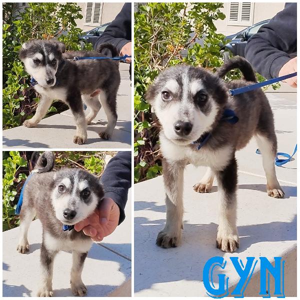 Cuccioli in adozione Maya e Gyn cercano casa  Foto 1