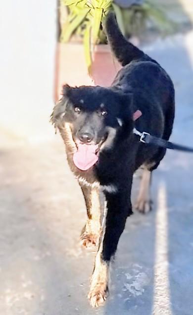 Cagnolina in adozione Lucilla cerca casa  Foto 3