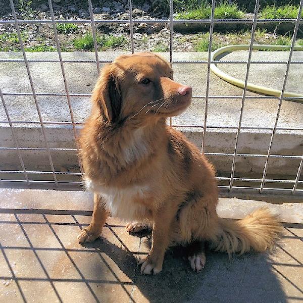 Leon Un Amore Di Cagnolino