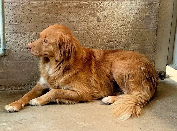 Leon un amore di cagnolino Foto 4