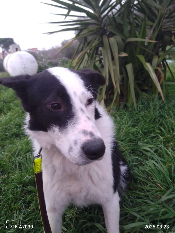 GREGORY SPLENDIDO CUCCIOLO SIMIL BORDER COLLIE CERCA FAMIGLIA  Foto 4