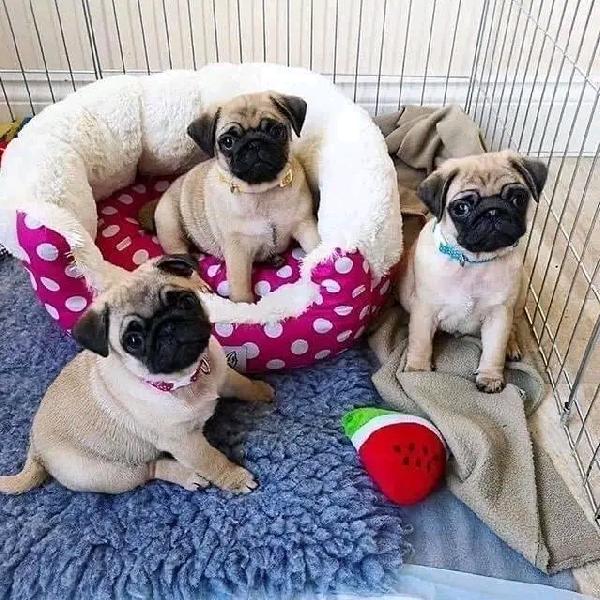 Disponibili adorabili cuccioli di carlino 