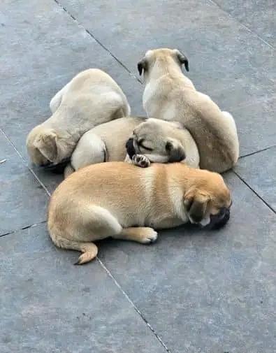 Disponibili adorabili cuccioli di carlino  - media 2