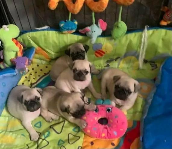 Disponibili adorabili cuccioli di carlino  - media 3