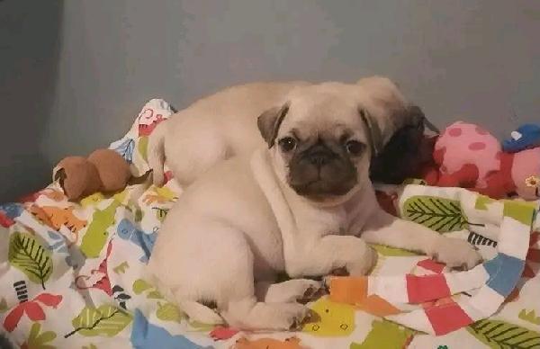 Disponibili adorabili cuccioli di carlino  - media 4