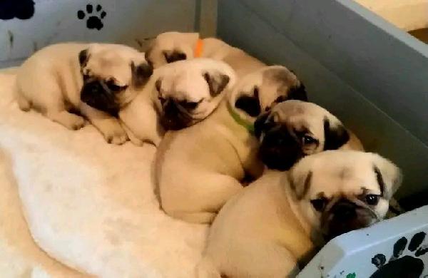 Disponibili adorabili cuccioli di carlino  - media 5