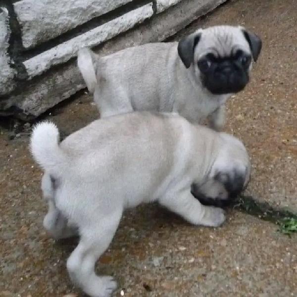 Disponibili adorabili cuccioli di carlino  - media 6