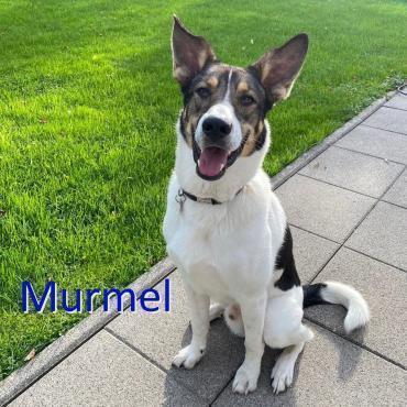 Murmel ❤ Wartet In 33619 Bielefeld