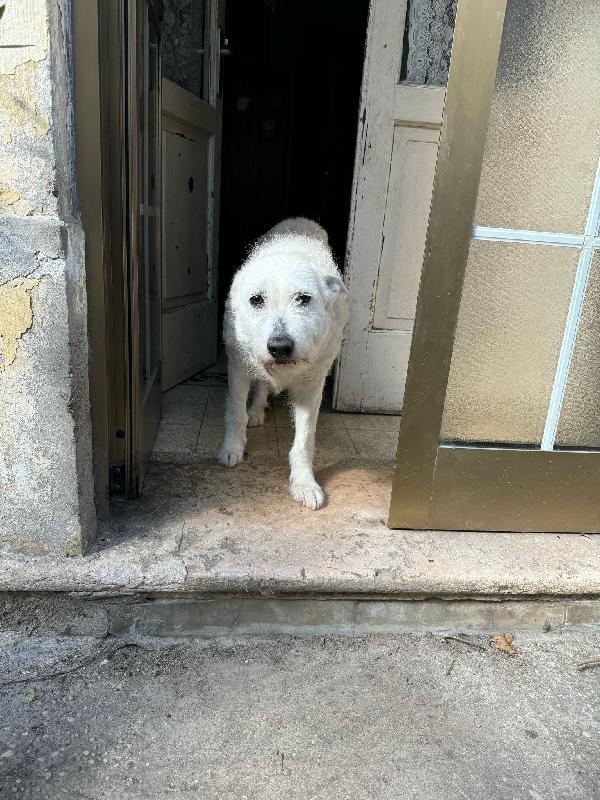 SOS STALLO ADOZIONE URGENTE PER LILLA SPLENDIDA SIMIL SPINONE  Foto 2