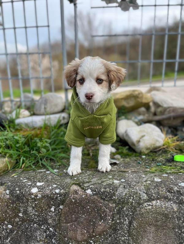Cucciolo Piccolo 