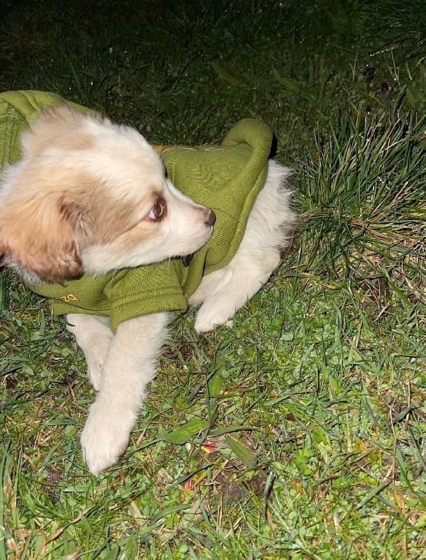 Cucciolo Piccolo  - media 4
