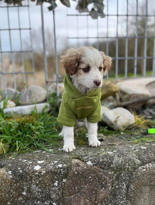 Cucciolo Piccolo  - media 5