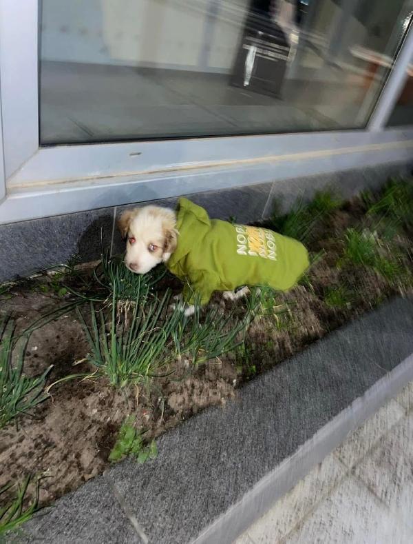 Cucciolo Piccolo  - media 6