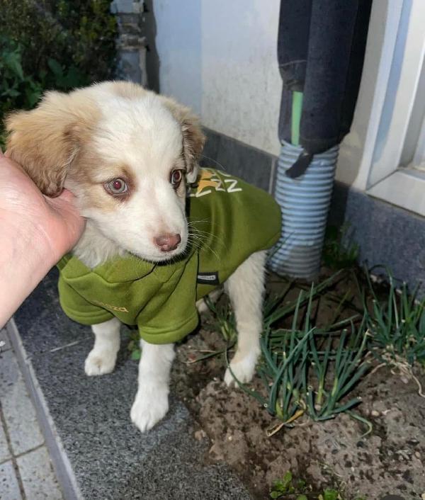 Cucciolo Piccolo  - media 7