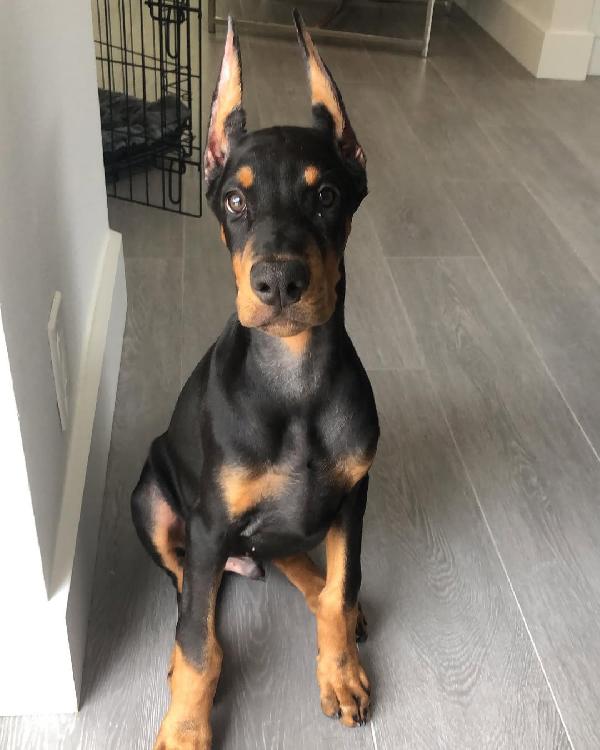 Razza: Doberman Pinscher Fascia d'età: Cuccioli Sesso: Maschio e femmina - media 2