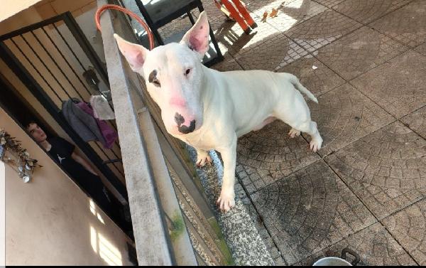 adozione bull terrier