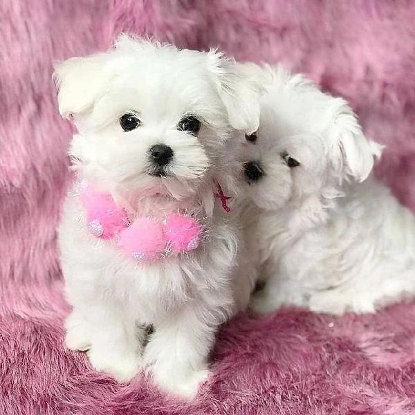 Bellissimi cuccioli di Maltese