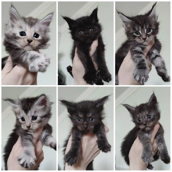 Maine coon con Pedigree