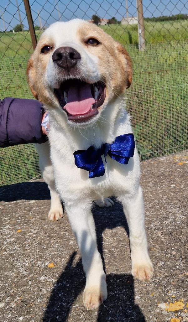 Ralph,in canile,adottabile in tutta Italia! Foto 11