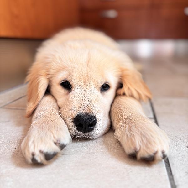 Golden Retriever Americano