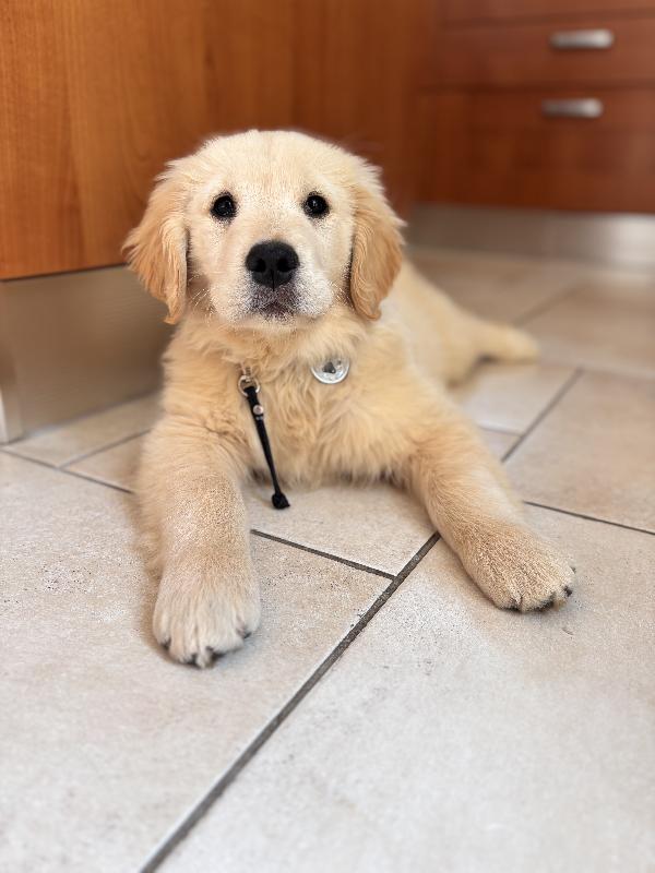 Golden Retriever Americano - media 2