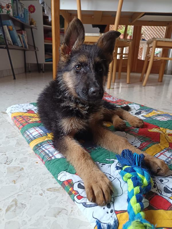 Acciaio 12 Pastore Tedesco GSD Cane Douglas Coccola Italia - Foto 12