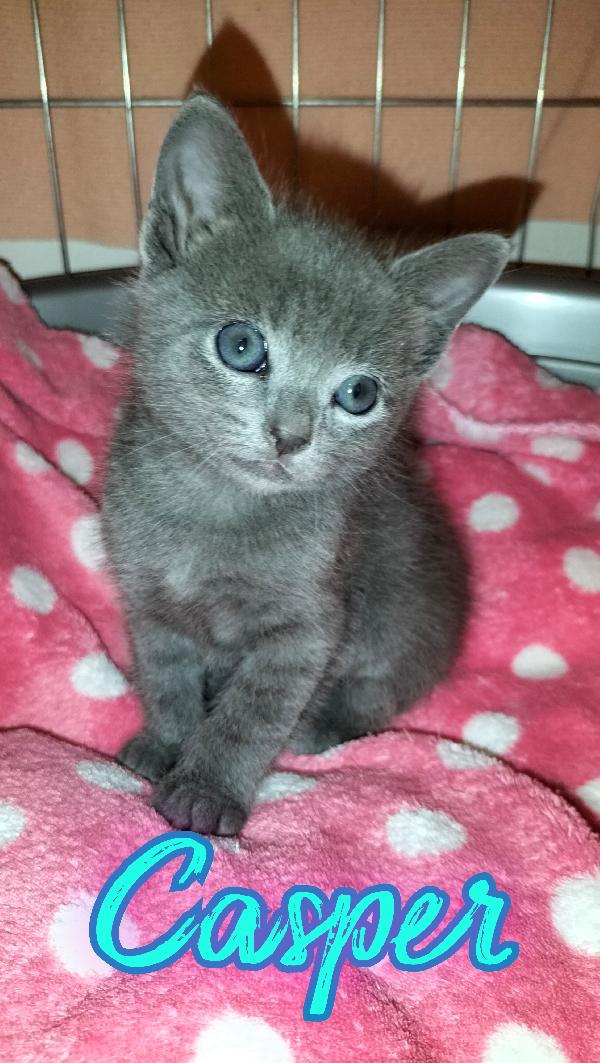 Gattini simil certosino  Foto 2
