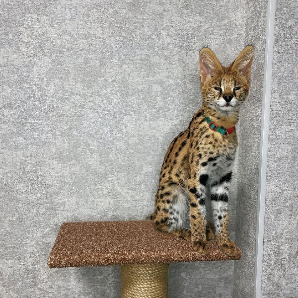gattini di caracal, savana e serval