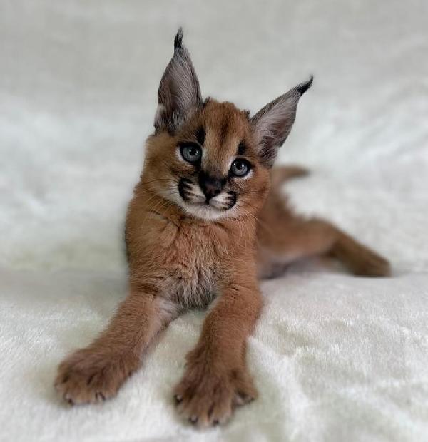 gattini di caracal, savana e serval