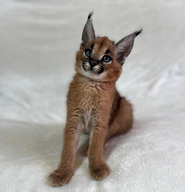 gattini di caracal, savana e serval
