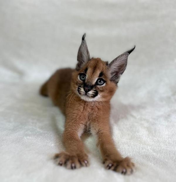 gattini di caracal, savana e serval - media 4