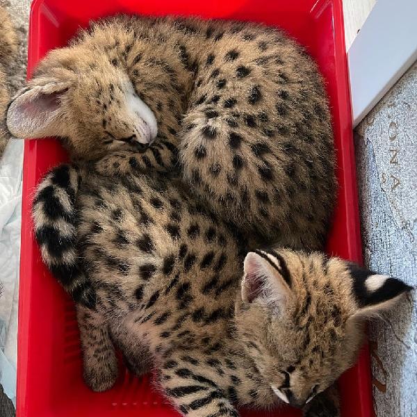 gattini di caracal, savana e serval - media 5