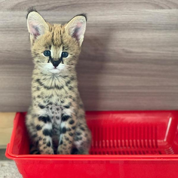 gattini di caracal, savana e serval - media 6