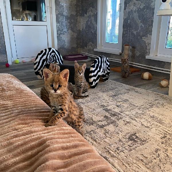 gattini di caracal, savana e serval - media 7
