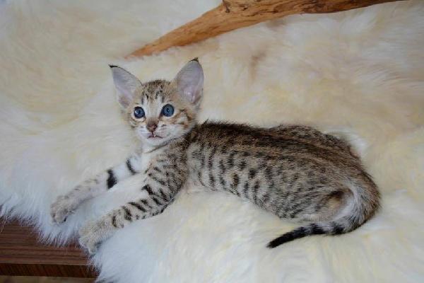 Gattini F5 Savannah