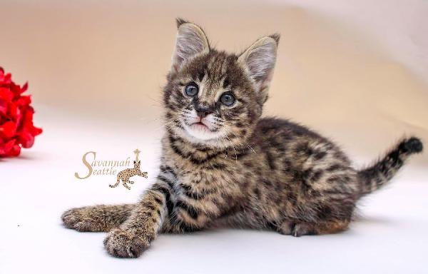 Gattini F5 Savannah - media 11