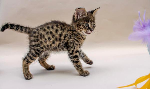 Gattini F5 Savannah - media 12