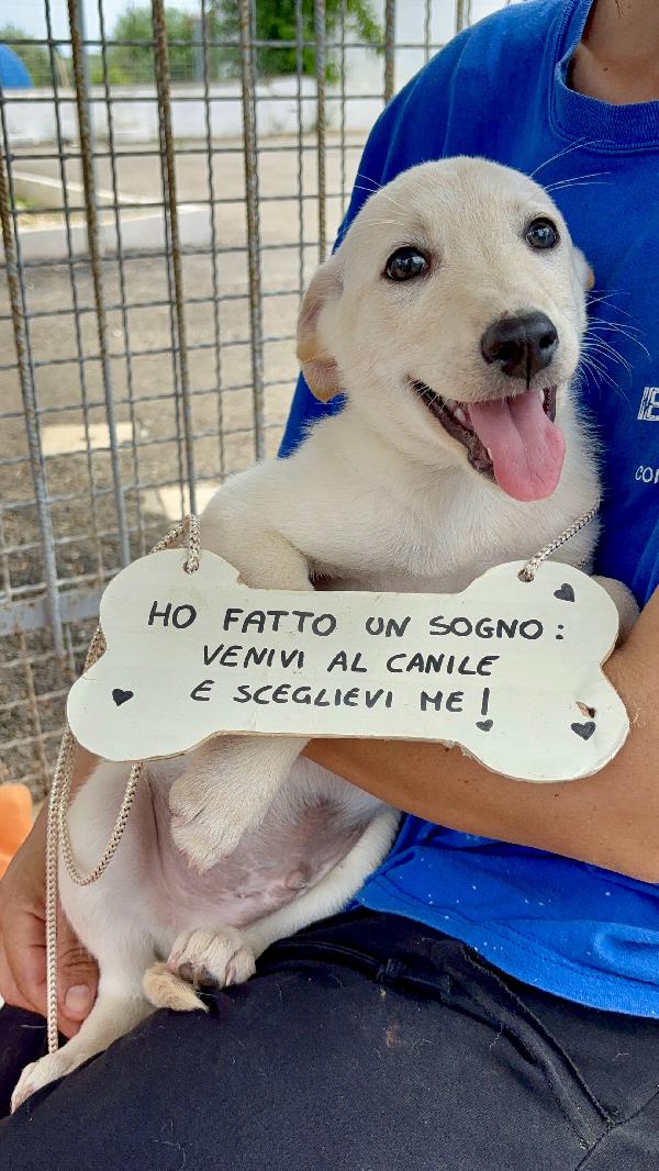 Nettuno in cerca di una speranza 🍀 Foto 2
